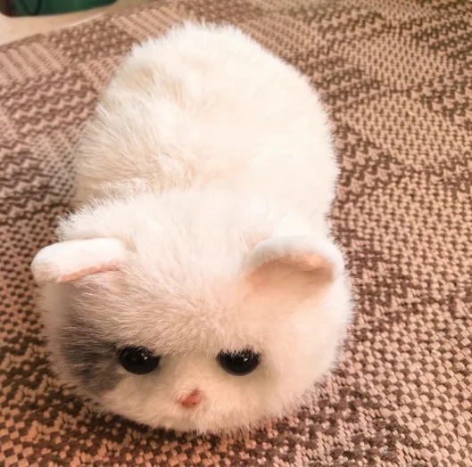 Novo Brinquedo Robô de Pelúcia Walulu Ai Cat: Interação Emocional, Memória Offline, Companheiro Inteligente, Presente para Crianças e Adultos - Em Estoque - Imagem 4